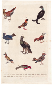 1. Grenadier  2. Common Gross-beak  3. Blue Gross-beak  4. Malacca Gross-beak  5. Pine Gross-beak  6. Black Grous [Grouse]  7. Black Grous [Grouse]  8. Pin-tailed Grous [Grouse]  9. Wood Grous [Grouse] 